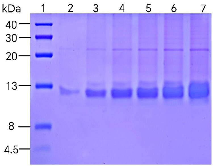 Production and functional characteristics of a novel hirudin variant with better anticoagulant activities than bivalirudin.