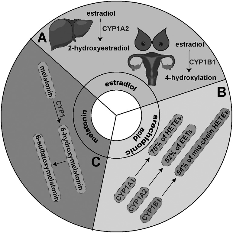 Cytochrome P450 (CYP) 1 enzymes in acute lung injury: from molecular insights to therapeutic implications.