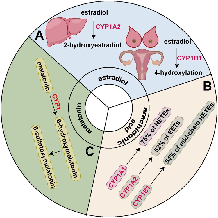 Cytochrome P450 (CYP) 1 enzymes in acute lung injury: from molecular insights to therapeutic implications.