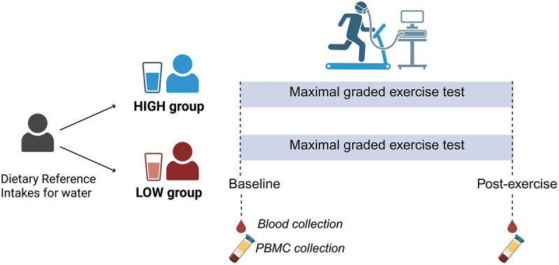 Chronic low water intake is associated with altered exercise-induced oxidative stress and immune cell responses: a cross-sectional study.