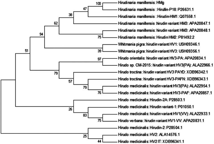 Production and functional characteristics of a novel hirudin variant with better anticoagulant activities than bivalirudin.