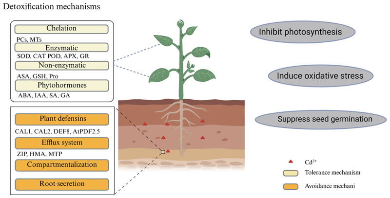 Cadmium toxicity in plants: from transport to tolerance mechanisms.