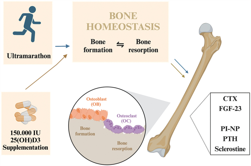 Single high-dose vitamin D supplementation impacts ultramarathon-induced changes in serum levels of bone turnover markers: a double-blind randomized controlled trial.