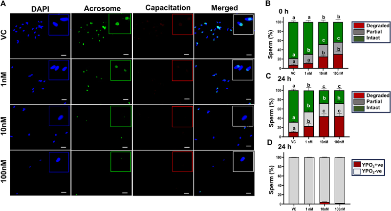 Tributyltin chloride alters the structural, genomic, and epigenomic integrity of postejaculatory mammalian sperm.