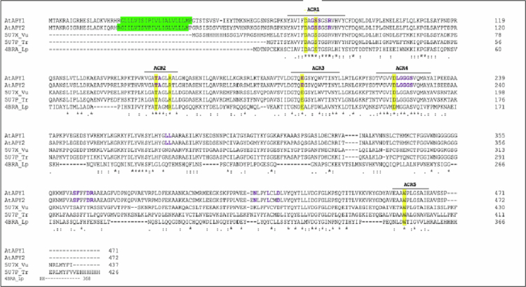 Levels of extracellular ATP in growth zones of Arabidopsis primary roots are changed by altered expression of apyrase enzymes.