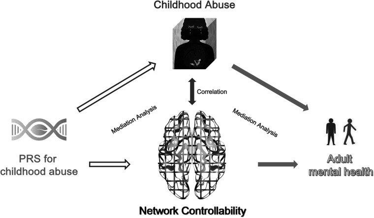 Brain network controllability in genetic risk, childhood abuse, and adult anxiety.