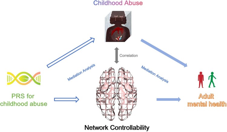 Brain network controllability in genetic risk, childhood abuse, and adult anxiety.