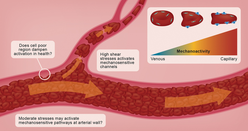 Mechanotransduction mechanisms in human erythrocytes: Fundamental physiology and clinical significance.