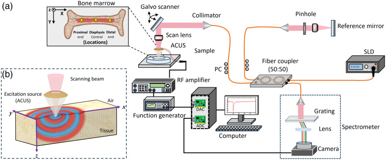 Quantifying age and spatial variations of bone marrow elasticity with noncontact optical coherence elastography.