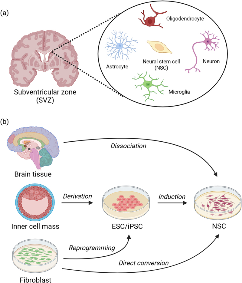 MicroRNA-mediated regulation of proliferation, lineage differentiation, and apoptosis in neural stem cells.