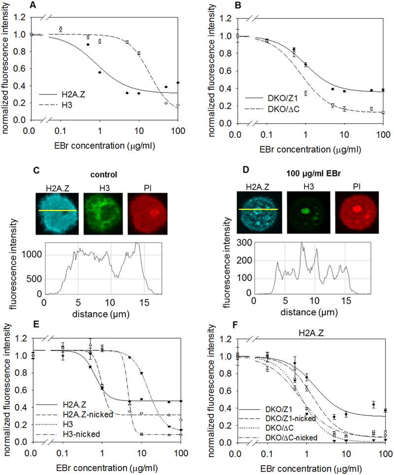 H2A.Z-nucleosomes are stabilized by the superhelicity-dependent DNA binding of the C-terminal tail of the histone variant.