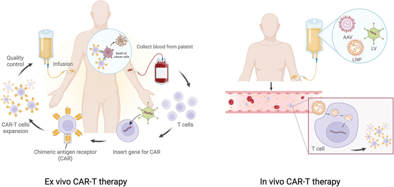 In vivo CAR-T cell therapy: New breakthroughs for cell-based tumor immunotherapy.
