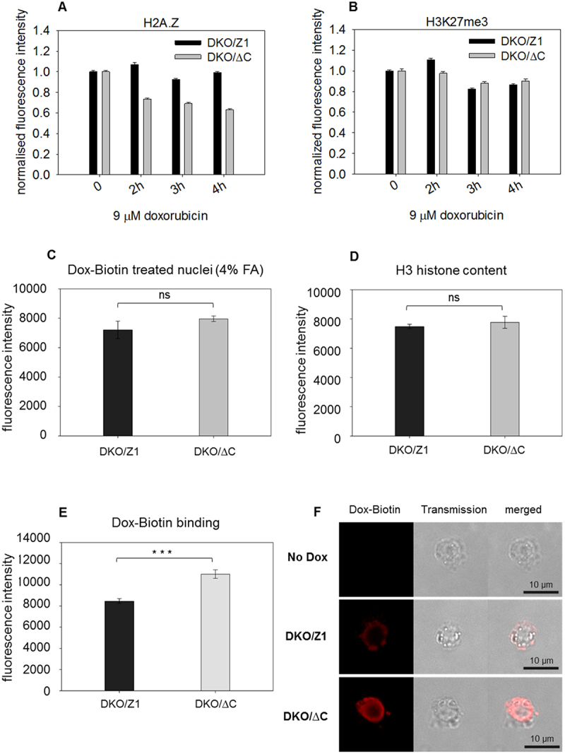 H2A.Z-nucleosomes are stabilized by the superhelicity-dependent DNA binding of the C-terminal tail of the histone variant.