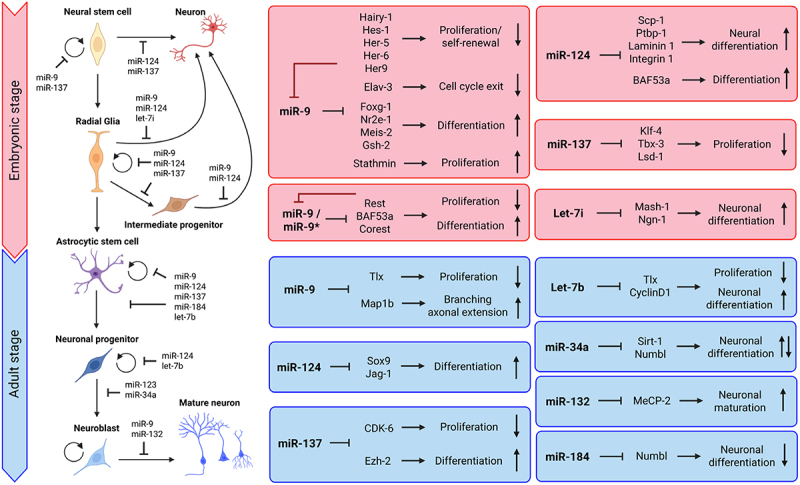 MicroRNA-mediated regulation of proliferation, lineage differentiation, and apoptosis in neural stem cells.