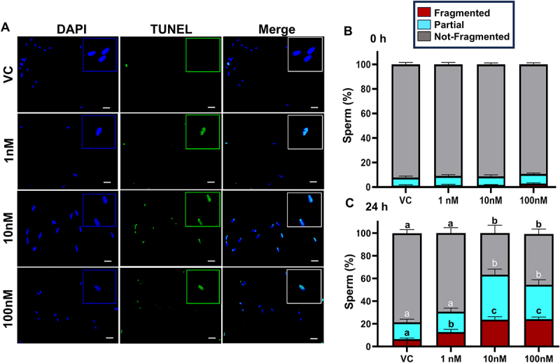 Tributyltin chloride alters the structural, genomic, and epigenomic integrity of postejaculatory mammalian sperm.