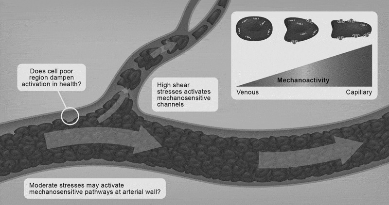 Mechanotransduction mechanisms in human erythrocytes: Fundamental physiology and clinical significance.