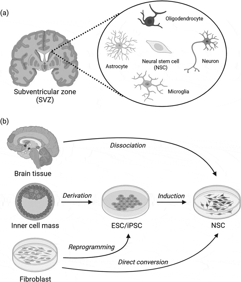 MicroRNA-mediated regulation of proliferation, lineage differentiation, and apoptosis in neural stem cells.