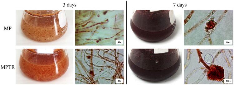 Anti-aging potential of <i>Monascus purpureus</i> pigments in skin care.