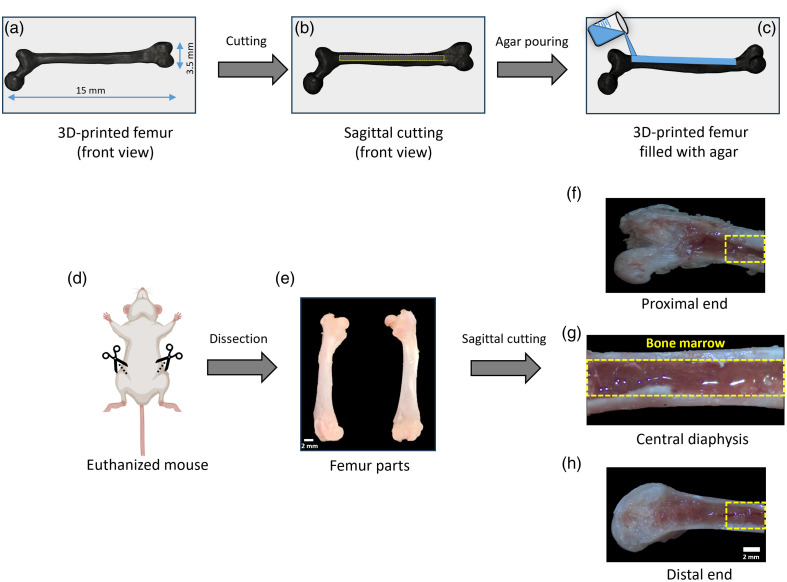 Quantifying age and spatial variations of bone marrow elasticity with noncontact optical coherence elastography.