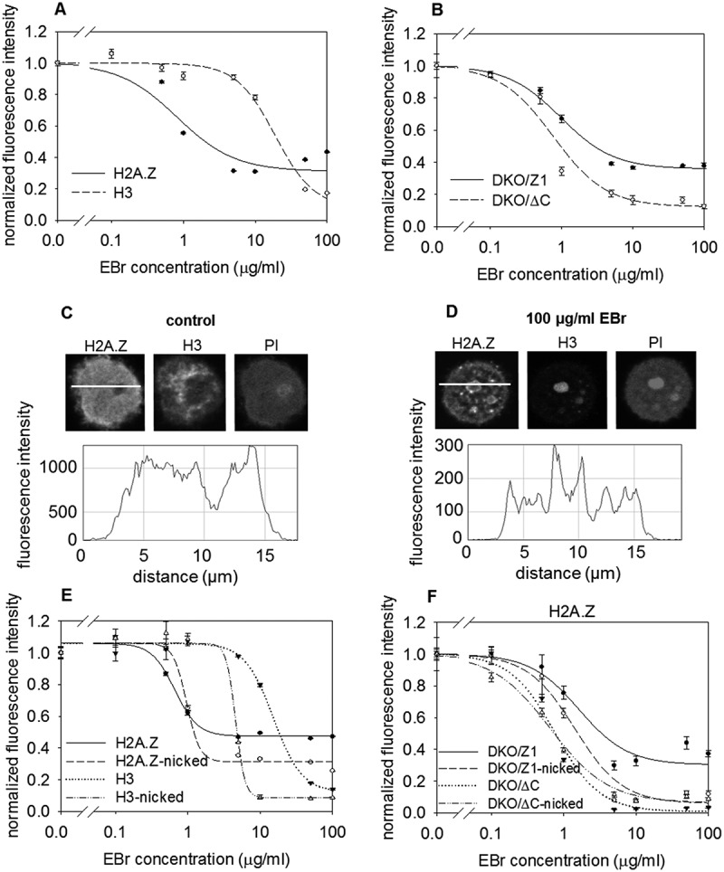 H2A.Z-nucleosomes are stabilized by the superhelicity-dependent DNA binding of the C-terminal tail of the histone variant.