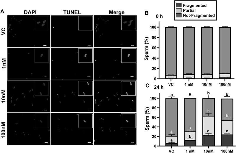 Tributyltin chloride alters the structural, genomic, and epigenomic integrity of postejaculatory mammalian sperm.