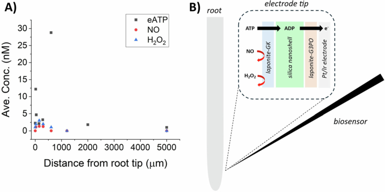 Levels of extracellular ATP in growth zones of Arabidopsis primary roots are changed by altered expression of apyrase enzymes.