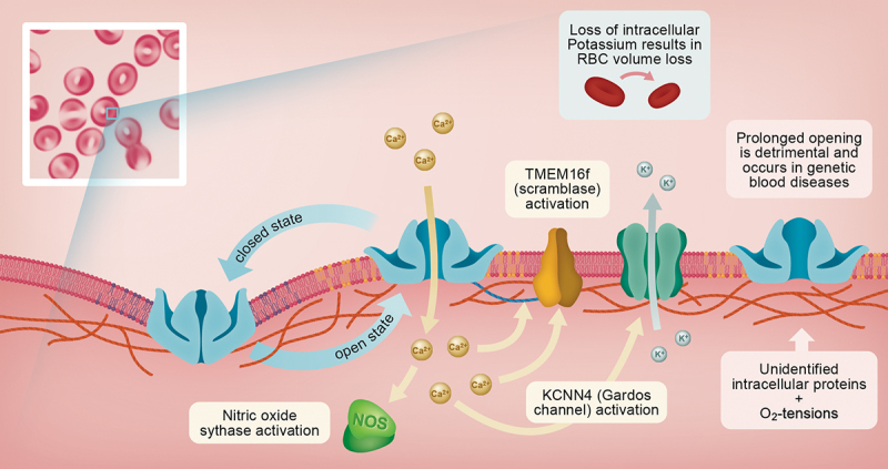 Mechanotransduction mechanisms in human erythrocytes: Fundamental physiology and clinical significance.