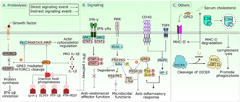 Manipulation of macrophage signaling by <i>Leishmania</i> virulence factors.