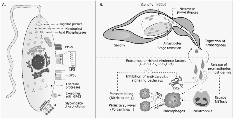 Manipulation of macrophage signaling by <i>Leishmania</i> virulence factors.
