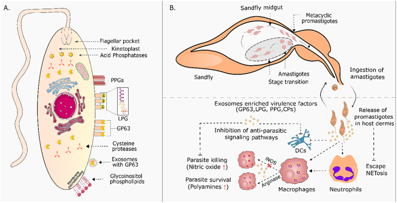 Manipulation of macrophage signaling by <i>Leishmania</i> virulence factors.