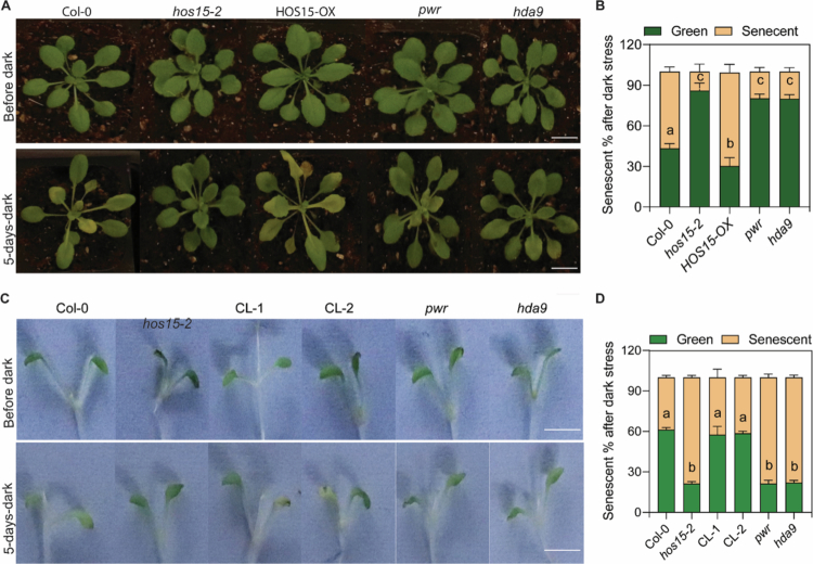 HOS15 together with PWR-HDA9 positively regulates dark-induced senescence in Arabidopsis.