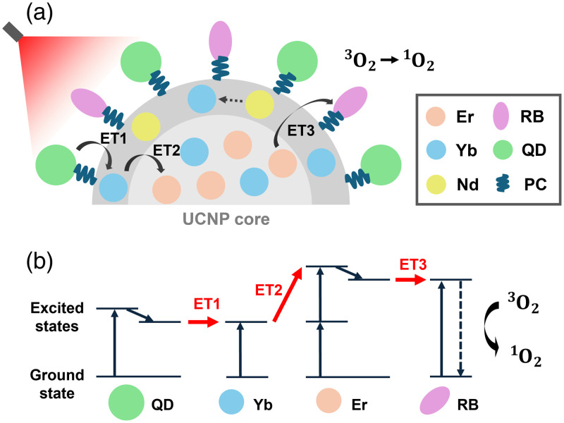 Prediction of the photodynamic therapy effect using digital breast phantoms from patients with breast cancer via Monte Carlo simulations.