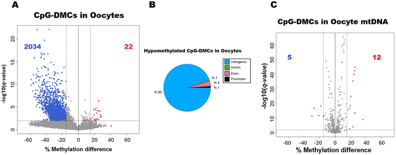 Epigenetic remodeling of sheep oocytes and embryos induced by maternal methionine supplementation.