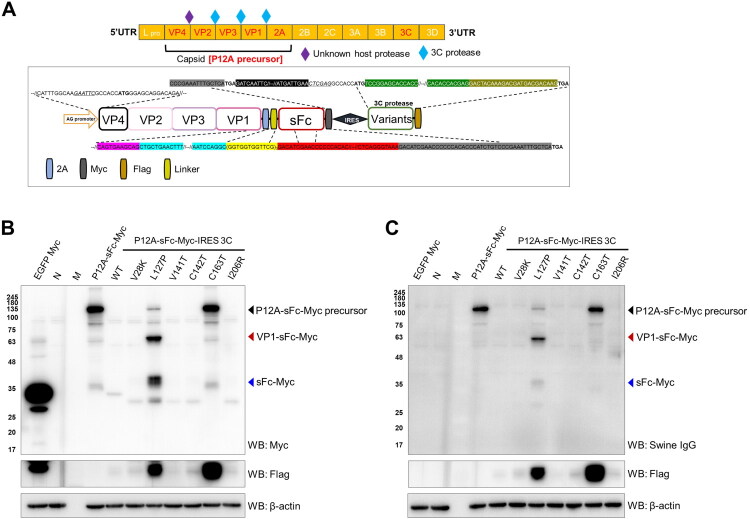 Development and immunogenicity of adenoviral Fc-fused FMDV virus-like particle vaccine in swine.