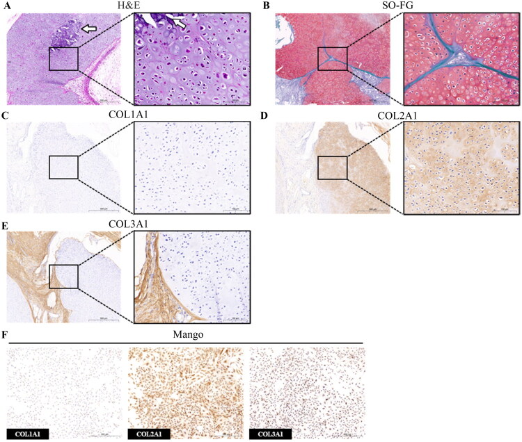 <i>In vitro</i> characterization of OSA-424 and OSA-55: new canine models for osteosarcoma research.