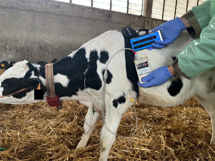Validation of a new textile sensor band for on-farm heart rate variability assessment in calves.