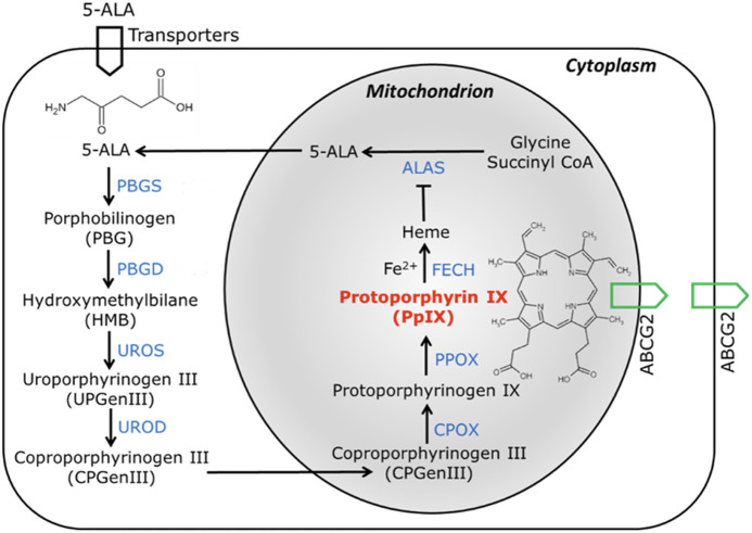 Emerging uses of 5-aminolevulinic-acid-induced protoporphyrin IX in medicine: a review of multifaceted, ubiquitous, molecular diagnostic, therapeutic, and theranostic opportunities.