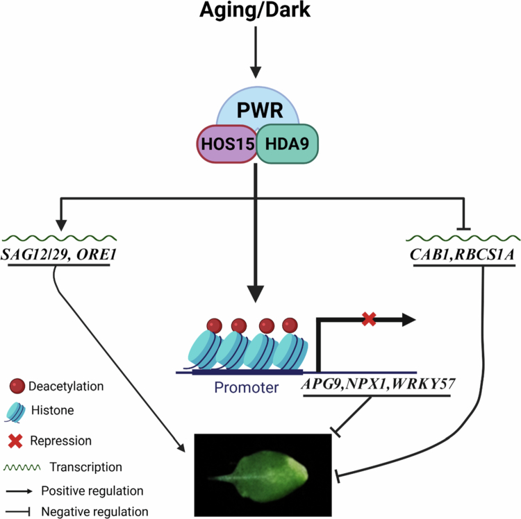 HOS15 together with PWR-HDA9 positively regulates dark-induced senescence in Arabidopsis.
