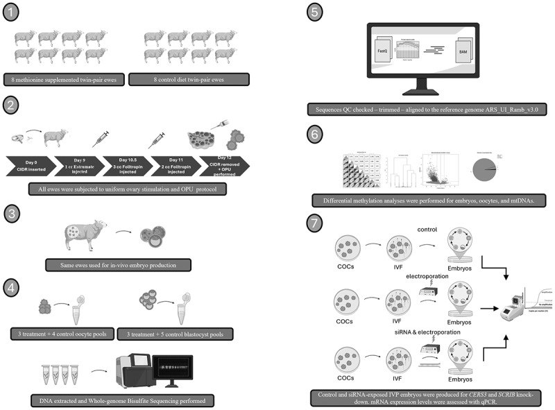 Epigenetic remodeling of sheep oocytes and embryos induced by maternal methionine supplementation.