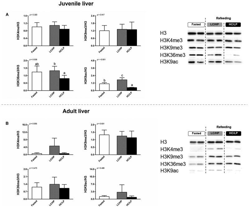 Refeeding with different levels of dietary carbohydrate modulates epigenetic stability through global DNA (de)methylation and histone modifications in juvenile and adult Nile tilapia (<i>Oreochromis niloticus</i>).