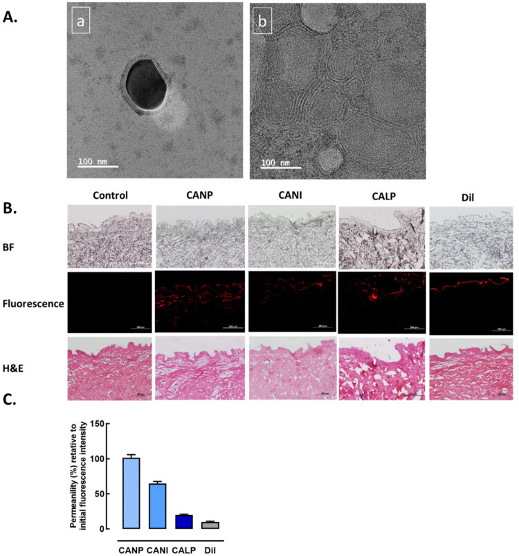 Transfersomal delivery of <i>Centella asiatica</i> promotes efficient excision wound healing in rats.