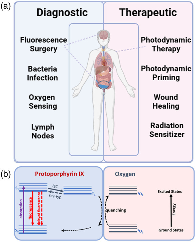 Emerging uses of 5-aminolevulinic-acid-induced protoporphyrin IX in medicine: a review of multifaceted, ubiquitous, molecular diagnostic, therapeutic, and theranostic opportunities.