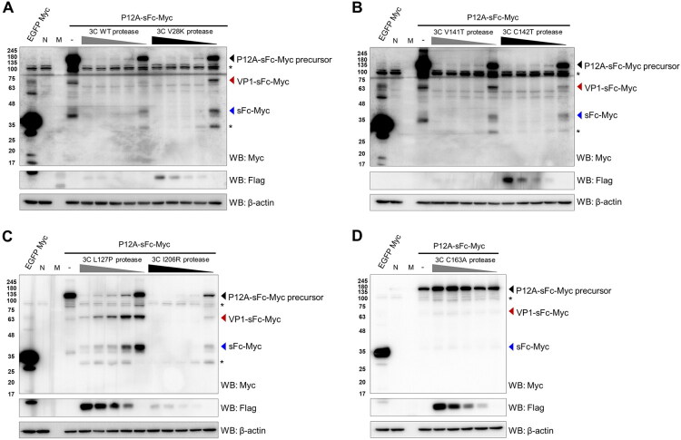 Development and immunogenicity of adenoviral Fc-fused FMDV virus-like particle vaccine in swine.
