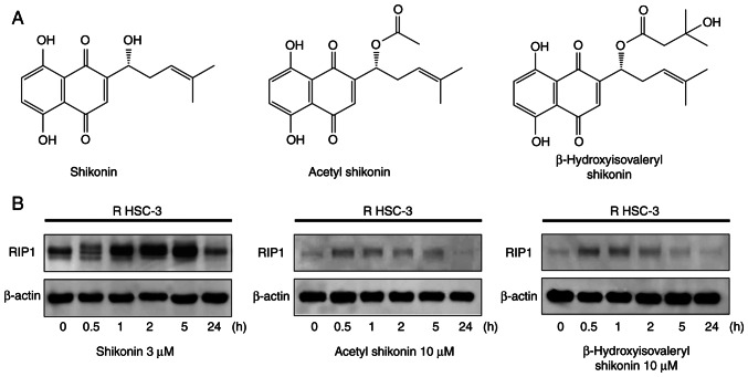 Induction of immunogenic necroptosis by shikonin in drug‑resistant head and neck squamous cell carcinoma cells.