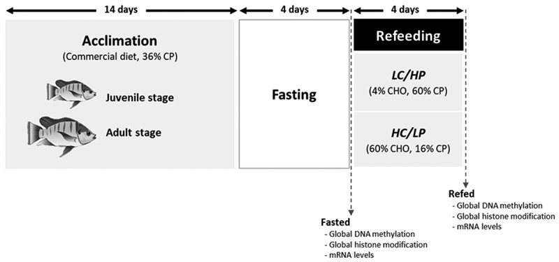 Refeeding with different levels of dietary carbohydrate modulates epigenetic stability through global DNA (de)methylation and histone modifications in juvenile and adult Nile tilapia (<i>Oreochromis niloticus</i>).