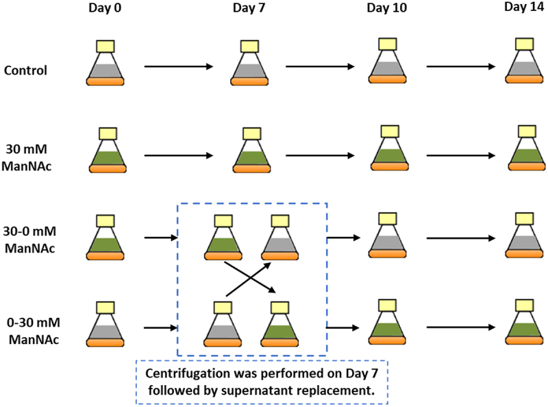 ManNAc attenuates Man5 glycoform abundance through GNE-mediated metabolic channeling of UDP-GlcNAc to N-glycosylation modifications via CMP-Neu5Ac biosynthesis.