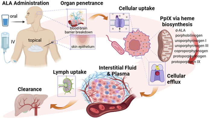 Emerging uses of 5-aminolevulinic-acid-induced protoporphyrin IX in medicine: a review of multifaceted, ubiquitous, molecular diagnostic, therapeutic, and theranostic opportunities.