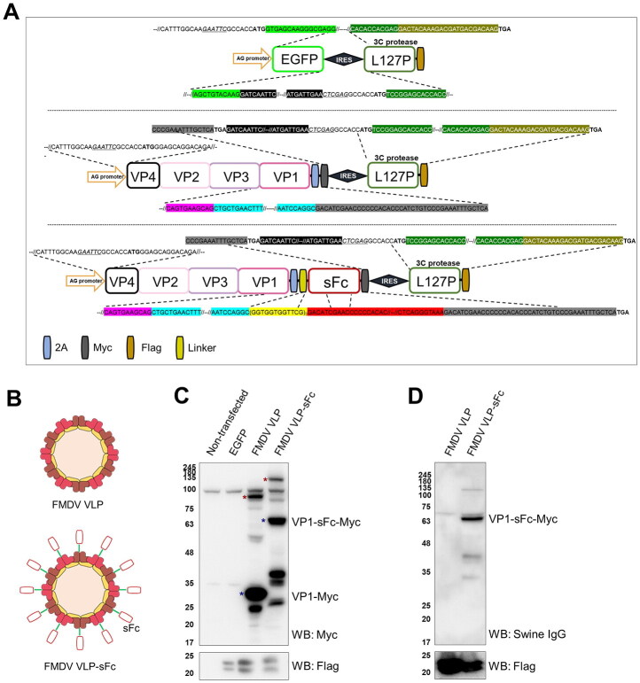 Development and immunogenicity of adenoviral Fc-fused FMDV virus-like particle vaccine in swine.