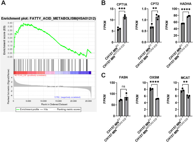 NOTCH3 drives fatty acid oxidation and ferroptosis resistance in aggressive meningiomas.