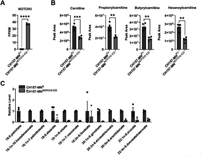 NOTCH3 drives fatty acid oxidation and ferroptosis resistance in aggressive meningiomas.
